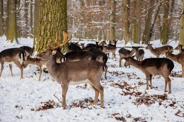 Gruppe Vilde Dådyr Der Ligger Hviler Haven Middelalderslottet Blatna Vinteren - Stock-foto