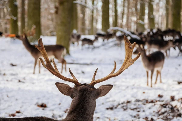 Tête Cerf Avec Bois Dans Jardin Château Médiéval Blatna Hiver — Photo