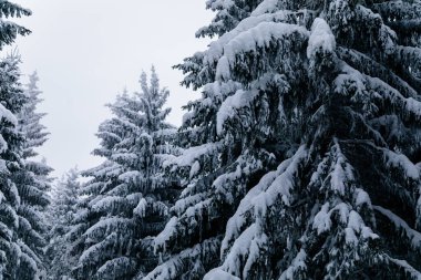 Güzel karlı manzara, kar altında beyaz ladin ve çam ağaçları, orman doğası arka planı, Jested Dağı, Liberec Bölgesi, Liberec Bölgesi 'nde dondurucu soğuk kış günü, 13 Şubat 2021