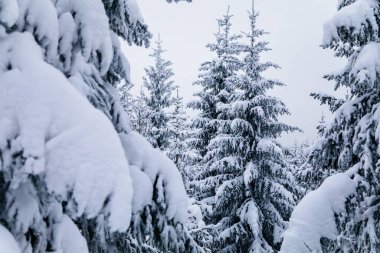 Güzel karlı manzara, kar altında beyaz ladin ve çam ağaçları, orman doğası arka planı, Jested Dağı, Liberec Bölgesi, Liberec Bölgesi 'nde dondurucu soğuk kış günü, 13 Şubat 2021