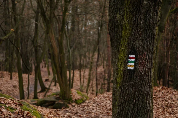 Red, green and yellow tourist route hiking sign, traditional colorful Czech tourist marking on trails, autumn forest in Bohemian Paradise Protected landscape Area, Czech Republic, December 05, 2020