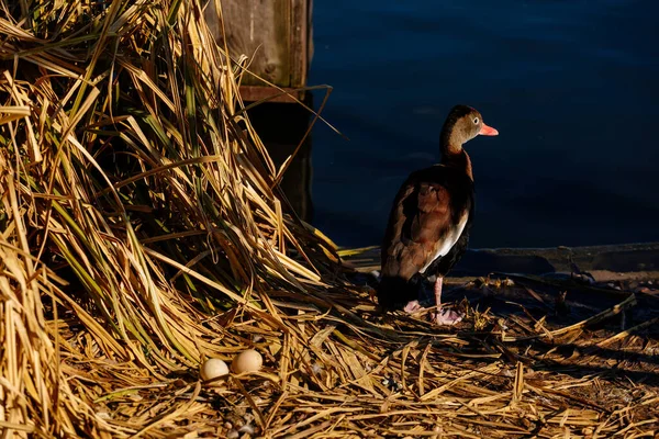 Two duck eggs in a nest in yellow cane on the shore of a pond, spring sunny day, water and thickets of grass, Cute black-bellied whistling duck standing on shore, duck house, brown plumage, red beak