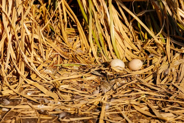 Soft focus and Closeup duck egg for cooking, big duck egg in a nest of hay, chemical free white chicken egg in a nest from dry grass, yellow cane, spring sunny day, concept healthy food, minimal idea