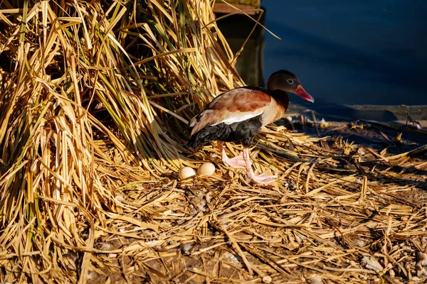 Two duck eggs in a nest in yellow cane on the shore of a pond, spring sunny day, water and thickets of grass, Cute black-bellied whistling duck standing on shore, duck house, brown plumage, red beak