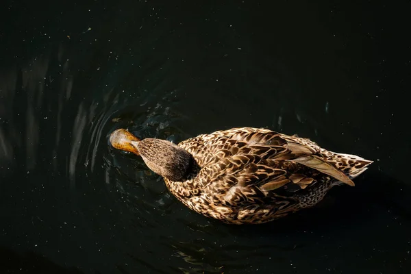 One duck swimming in a pond, spring sunny day, Close up, female on water, birds and animals in wildlife, selective focus, Adult duck in full breeding plumage, enjoying a beautiful day
