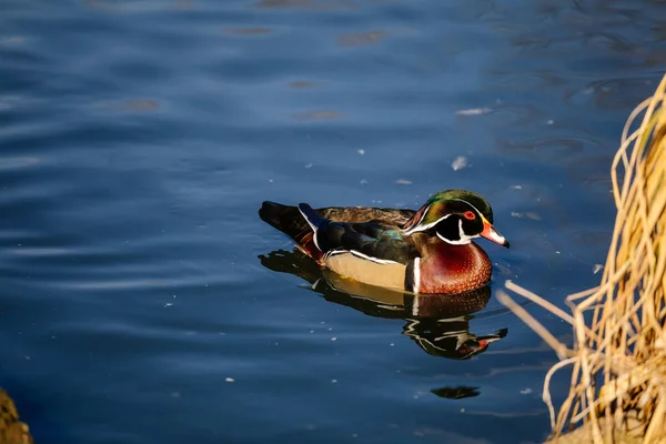 Elegant colorful bright (blue, orange, white, red, black and brown) mandarin male duck swimming in a pond, spring sunny day, water and thickets of grass, Close up of Aix galericulata