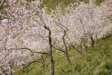 Petrin Tepesi Şehir Merkezi, kiraz çiçeği, beyaz çiçek açan meyve ağaçları, ilkbahar güneşli günü, seçici odak, bulanık arka plan, Seminer bahçesi, Prag, Çek Cumhuriyeti, Nisan 08, 2021
