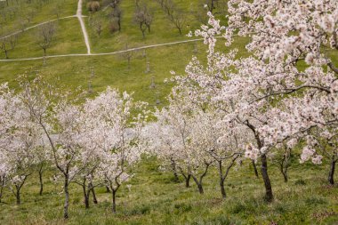 Petrin Tepesi Şehir Merkezi, kiraz çiçeği, beyaz çiçek açan meyve ağaçları, ilkbahar güneşli günü, seçici odak, bulanık arka plan, Seminer bahçesi, Prag, Çek Cumhuriyeti, Nisan 08, 2021