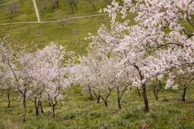 Petrin Tepesi Şehir Merkezi, kiraz çiçeği, beyaz çiçek açan meyve ağaçları, ilkbahar güneşli günü, seçici odak, bulanık arka plan, Seminer bahçesi, Prag, Çek Cumhuriyeti, Nisan 08, 2021