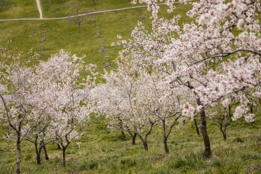 Petrin Tepesi Şehir Merkezi, kiraz çiçeği, beyaz çiçek açan meyve ağaçları, ilkbahar güneşli günü, seçici odak, bulanık arka plan, Seminer bahçesi, Prag, Çek Cumhuriyeti, Nisan 08, 2021