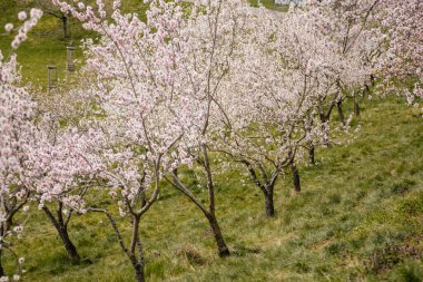 Petrin Tepesi Şehir Merkezi, kiraz çiçeği, beyaz çiçek açan meyve ağaçları, ilkbahar güneşli günü, seçici odak, bulanık arka plan, Seminer bahçesi, Prag, Çek Cumhuriyeti, Nisan 08, 2021