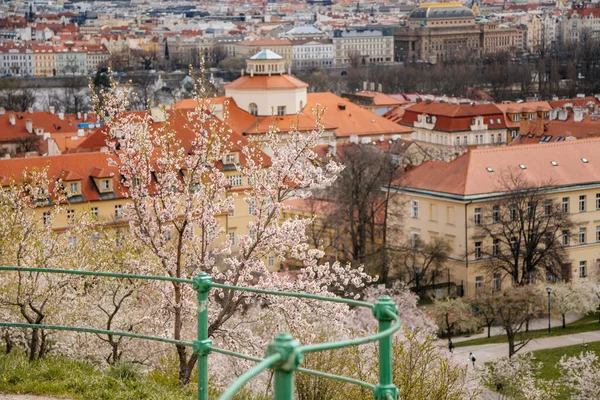 Petrin Hügel Apfelblüte Panorama Luftaufnahme Der Altstadt Vom Petrin Hügel — Stockfoto
