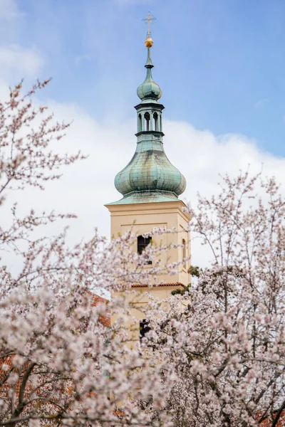 Petrin Hill Cherry Apple Flower Tower Catholic Church Our Lady — 图库照片