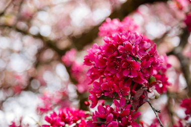 Yaklaş, erik çiçeği kırmızı ve pembe çiçekler, elma ağacının çiçek açan dalı, ilkbaharın erken zamanlarının resimsel sembolü, meyve bahçesi, güneşli gün, seçici odak, bulanık arkaplan, çiçek açan kırmızı yaprak eriği