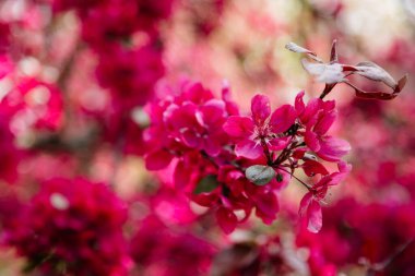 Yaklaş, erik çiçeği kırmızı ve pembe çiçekler, elma ağacının çiçek açan dalı, ilkbaharın erken zamanlarının resimsel sembolü, meyve bahçesi, güneşli gün, seçici odak, bulanık arkaplan, çiçek açan kırmızı yaprak eriği