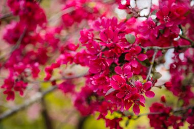 Yaklaş, erik çiçeği kırmızı ve pembe çiçekler, elma ağacının çiçek açan dalı, ilkbaharın erken zamanlarının resimsel sembolü, meyve bahçesi, güneşli gün, seçici odak, bulanık arkaplan, çiçek açan kırmızı yaprak eriği