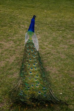 Romantik parkta tüylerle yürüyen tavus kuşunun yakın plan portresi, yeşil çimenler, güzel kuyruklu kuş, doymuş mavi ve yeşil renkli kuyruk tüyleri deseni.