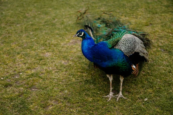 ロマンチックな公園 緑の芝生 美しい尾が石のボウルに座っている鳥の中を歩く羽を持つ孔雀のクローズアップ肖像 飽和青と緑のカラフルな尾羽の目のパターン — ストック写真