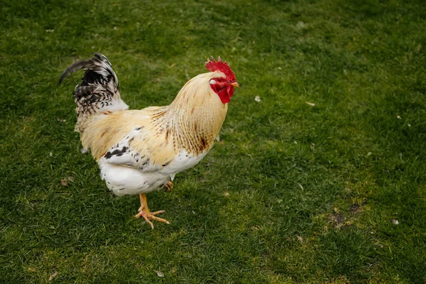 Parlak kırmızı taraklı bir horoza yakın, benekli sarı, beyaz ve siyah gagalı, turuncu gözlü, parlak tüylü, beyaz-siyah kuyruklu, yeşil çimlerde gagalayan, köyde, kırsal kesimde tavuk