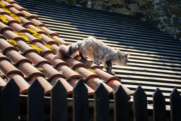 灰灰灰蒙蒙的缅因州的屋顶上铺着瓷砖 阳光普照的老房子 白色的黑猫沿着托洛茨基城堡的庭院散步 长长的绒毛尾巴 红土瓷砖中的苔藓 上面可爱的流浪猫 — 图库照片