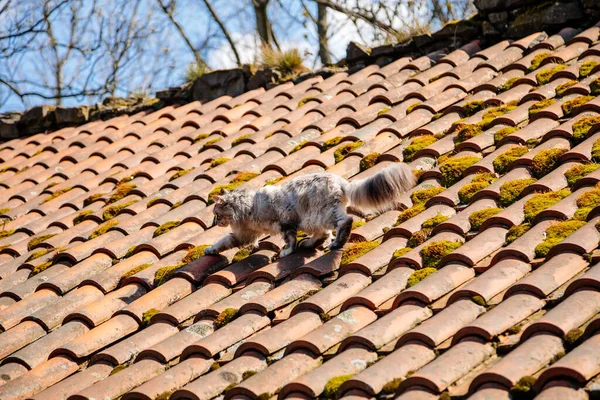 Ash Gray Maine Coon Goes Tiled Roof Old House Sunny Royalty Free Stock Photos