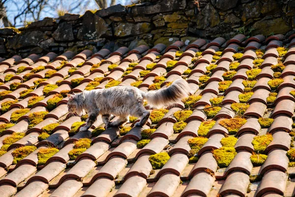 Ash Gray Maine Coon Goes Tiled Roof Old House Sunny Royalty Free Stock Images