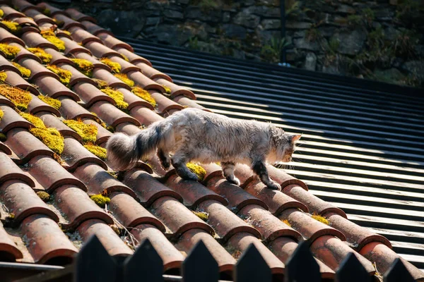 Ash Gray Maine Coon Goes Tiled Roof Old House Sunny Stock Picture