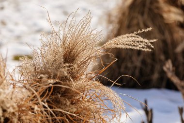 Kışın günbatımında Miscanthus Sinensis 'in çiçekleri, Litomerice' deki Vaclav Havel Parkı 'ndaki dev Çin gümüşi çimenleri yığını, güneşli bir günde kar, demetlere bağlanmış çimenler, yakın bitkiler.
