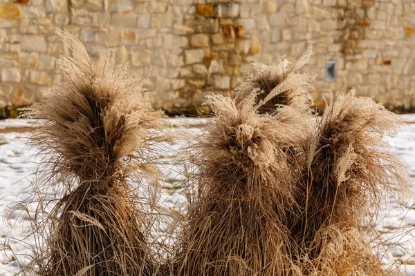 Kışın Günbatımında Miscanthus Sinensis Çiçekleri Litomerice Deki Vaclav Havel Parkı — Stok fotoğraf