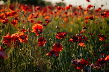 Güzel çiçekler, kırmızı gelincikler, gün batımında vahşi tarlalar, seçici odak, yumuşak ışık, batan güneşin ışığı, yeşil tüylü gelinciğin yakın çekimi, güneşli yaz günü, Çek Cumhuriyeti