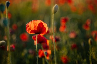 Güzel çiçekler, kırmızı gelincikler, gün batımında vahşi tarlalar, seçici odak, yumuşak ışık, batan güneşin ışığı, yeşil tüylü gelinciğin yakın çekimi, güneşli yaz günü, Çek Cumhuriyeti