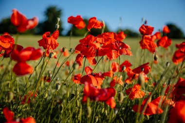 Güzel çiçekler, kırmızı gelincikler, gün batımında vahşi tarlalar, seçici odak, yumuşak ışık, batan güneşin ışığı, yeşil tüylü gelinciğin yakın çekimi, güneşli yaz günü, Çek Cumhuriyeti