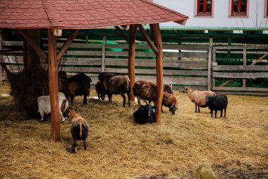 Koyun ağılı sürüsü, çiftlik hayvanları kırsal kesimde kış günü ağılları, kuzuları samanlıkta, samanlıkta, samanlıkta ve karda duran koyunlar ve keçi ailesi, hayvanlar kalın yün ile kaplıdır..