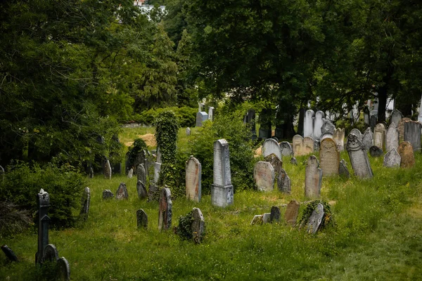 Mikulov Jihomoravský Kraj Července 2021 Staré Hrobky Historickém Židovském Hřbitově — Stock fotografie