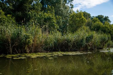 Güney Moravya, Çek Cumhuriyeti: Deniz manzarası. Stara ya da Januv Hrad yakınlarındaki eski Dyje nehri güneşli yaz gününde Lednice Valtice 'de sakin su ve yeşil ağaçlar Castle Park' taki yolcu gemisinde..