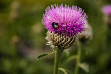 İzole edilmiş güzel Teksas 'ın makrosu ya da İskoç dikenli çiçeği ya da bulanık yeşil arkaplanı olan Cirsium Texanum, güneşli yaz günü yaprakları arasında Kern' s Flower Scarabs ve yaban arısı..