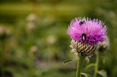 İzole edilmiş güzel Teksas 'ın makrosu ya da İskoç dikenli çiçeği ya da bulanık yeşil arkaplanı olan Cirsium Texanum, güneşli yaz günü yaprakları arasında Kern' s Flower Scarabs ve yaban arısı..