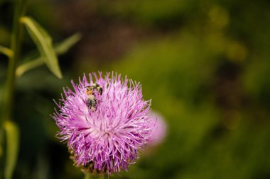 İzole edilmiş güzel Teksas 'ın makrosu ya da İskoç dikenli çiçeği ya da bulanık yeşil arkaplanı olan Cirsium Texanum, güneşli yaz günü yaprakları arasında Kern' s Flower Scarabs ve yaban arısı..