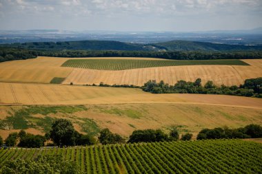 Mikulov, Güney Moravya Bölgesi, Çek Cumhuriyeti, 05 Temmuz 2021: Güneşli yaz gününde St. Jacob Yolu 'ndaki yeşil üzüm bağları tepeleri, panoramik manzara, şarap sokağı, turizm beldesi, Palava.