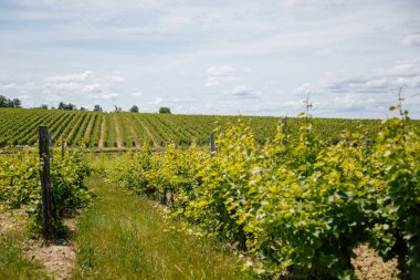 Mikulov, Güney Moravya Bölgesi, Çek Cumhuriyeti, 05 Temmuz 2021: Güneşli yaz gününde St. Jacob Yolu 'ndaki yeşil üzüm bağları tepeleri, panoramik manzara, şarap sokağı, turizm beldesi, Palava.