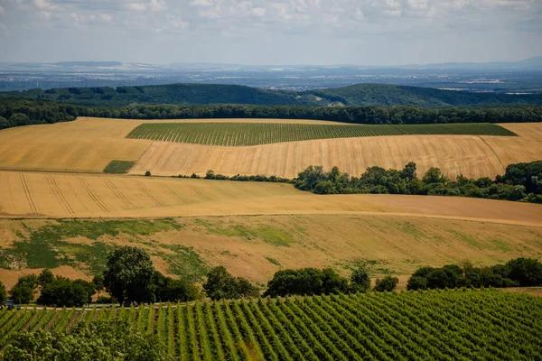 Mikulov, Güney Moravya Bölgesi, Çek Cumhuriyeti, 05 Temmuz 2021: Güneşli yaz gününde St. Jacob Yolu 'ndaki yeşil üzüm bağları tepeleri, panoramik manzara, şarap sokağı, turizm beldesi, Palava.