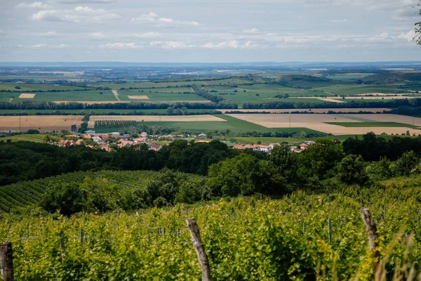 Mikulov, Güney Moravya Bölgesi, Çek Cumhuriyeti, 05 Temmuz 2021: Güneşli yaz gününde St. Jacob Yolu 'ndaki yeşil üzüm bağları tepeleri, panoramik manzara, şarap sokağı, turizm beldesi, Palava.