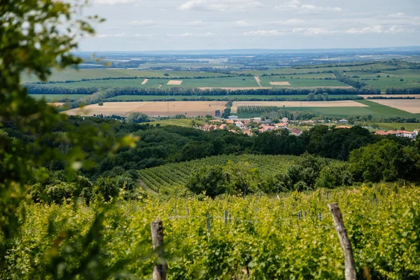 Mikulov, Güney Moravya Bölgesi, Çek Cumhuriyeti, 05 Temmuz 2021: Güneşli yaz gününde St. Jacob Yolu 'ndaki yeşil üzüm bağları tepeleri, panoramik manzara, şarap sokağı, turizm beldesi, Palava.