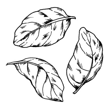 Yumuşak kıvrımlı ve dallanan damarlı fesleğen yapraklarının vektör çizimi. Net çizgiler onu bitki koleksiyonu, salata temaları, aroma odaklı grafikler ve Akdeniz aşçılık fikirleri için uygun hale getiriyor..