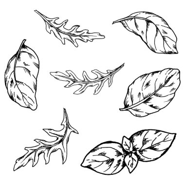 Arugula ve fesleğen yapraklarının siyah ve beyaz çizimi. Restoran menüleri, yemek paketleri, yemek pişirme konseptleri ve mutfak tasarımları için mürekkep çizgisi sanat tarzında elle çizilmiş aromatik bitkiler..