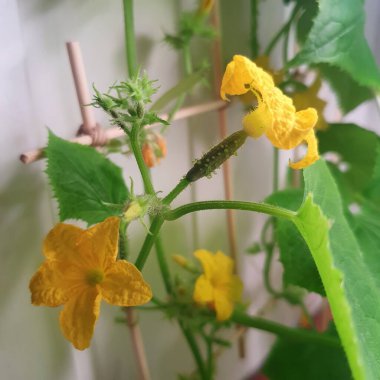 Salatalık meyvesi ve sarımsaklı çiçeklerle sarmaşık tırmanışı. Tozlaşma sonrası oluşan dikenli genç turşu, pencerenin yanındaki sebze bahçesinde dikey destekle büyüyor.