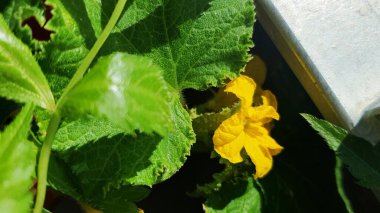 Sarı salatalık çiçeği, balkon konteynır bahçesindeki yeşil yaprakların arasında çiçek açıyor. Kentsel ev koşullarında yetişen sebze yetiştirme, yenilebilir yaz bahçıvanlığı kavramı