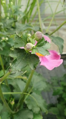 Japon şakayık tomurcukları, arka planda yumuşak pembe çiçekli dokulu yeşil yapraklarla çevrilidir. Anemone hupehensis, açık havada gün ışığında yetişiyor. Çiçek açarken yakalanmış.