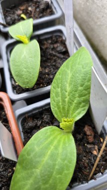 Topraklı plastik kaplarda büyüyen salatalık tohumu. Erken safha cucurbit bitkisi. Pamuk yaprakları ve yeni ortaya çıkan gerçek yapraklar. Evde sebze yetiştirme ve tohum yetiştirme..
