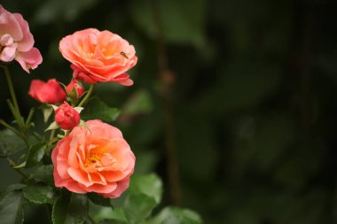 Tomurcuklu dalında arı tozlaştıran çiçekli şeftali bahçesi gülleri. Yaz bahçesinde tomurcuklanan doğal gül ağacı yumuşak yeşil arka plan ve kopyalama alanı, tozlaşma ve bahçe ekosistemini gösteriyor